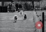 Image of The Afghan Hound Hamburg Germany, 1965, second 25 stock footage video 65675033541