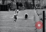 Image of The Afghan Hound Hamburg Germany, 1965, second 26 stock footage video 65675033541