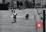 Image of The Afghan Hound Hamburg Germany, 1965, second 27 stock footage video 65675033541