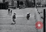 Image of The Afghan Hound Hamburg Germany, 1965, second 28 stock footage video 65675033541