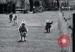 Image of The Afghan Hound Hamburg Germany, 1965, second 29 stock footage video 65675033541