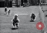 Image of The Afghan Hound Hamburg Germany, 1965, second 30 stock footage video 65675033541