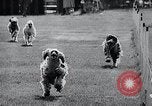 Image of The Afghan Hound Hamburg Germany, 1965, second 31 stock footage video 65675033541