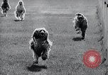Image of The Afghan Hound Hamburg Germany, 1965, second 32 stock footage video 65675033541