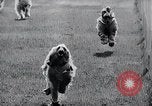 Image of The Afghan Hound Hamburg Germany, 1965, second 33 stock footage video 65675033541