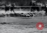 Image of The Afghan Hound Hamburg Germany, 1965, second 35 stock footage video 65675033541