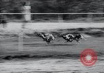 Image of The Afghan Hound Hamburg Germany, 1965, second 36 stock footage video 65675033541