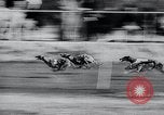 Image of The Afghan Hound Hamburg Germany, 1965, second 38 stock footage video 65675033541