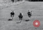 Image of The Afghan Hound Hamburg Germany, 1965, second 39 stock footage video 65675033541