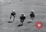 Image of The Afghan Hound Hamburg Germany, 1965, second 40 stock footage video 65675033541