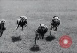 Image of The Afghan Hound Hamburg Germany, 1965, second 41 stock footage video 65675033541
