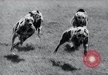 Image of The Afghan Hound Hamburg Germany, 1965, second 42 stock footage video 65675033541