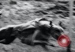 Image of The Afghan Hound Hamburg Germany, 1965, second 44 stock footage video 65675033541