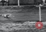 Image of The Afghan Hound Hamburg Germany, 1965, second 54 stock footage video 65675033541