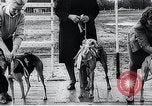 Image of The Afghan Hound Hamburg Germany, 1965, second 56 stock footage video 65675033541
