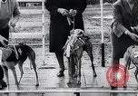 Image of The Afghan Hound Hamburg Germany, 1965, second 57 stock footage video 65675033541