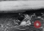Image of Kayak racing Germany, 1965, second 39 stock footage video 65675033542