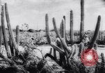 Image of United States Military West Indies, 1942, second 57 stock footage video 65675033543