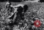 Immagine di Cotone concorso di prelievo United States USA, 1942, secondo 17 filmato di repertorio 65675033546