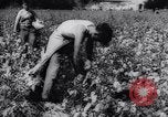 Immagine di Cotone concorso di prelievo United States USA, 1942, secondo 18 filmato di repertorio 65675033546