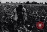 Immagine di Cotone concorso di prelievo United States USA, 1942, secondo 25 filmato di repertorio 65675033546