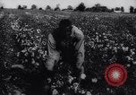 Immagine di Cotone concorso di prelievo United States USA, 1942, secondo 28 filmato di repertorio 65675033546