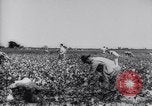 Immagine di Cotone concorso di prelievo United States USA, 1942, secondo 30 filmato di repertorio 65675033546
