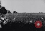 Immagine di Cotone concorso di prelievo United States USA, 1942, secondo 31 filmato di repertorio 65675033546