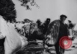 Immagine di Cotone concorso di prelievo United States USA, 1942, secondo 34 filmato di repertorio 65675033546