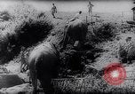 Standbild indischen Elefanten Birma, 1944, aus Sekunde 5 historischem Filmmaterial Videoclip 65675033570