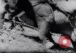 Standbild indischen Elefanten Birma, 1944, aus Sekunde 16 historischem Filmmaterial Videoclip 65675033570