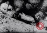 Standbild indischen Elefanten Birma, 1944, aus Sekunde 18 historischem Filmmaterial Videoclip 65675033570