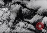 Standbild indischen Elefanten Birma, 1944, aus Sekunde 19 historischem Filmmaterial Videoclip 65675033570