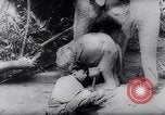 Standbild indischen Elefanten Birma, 1944, aus Sekunde 29 historischem Filmmaterial Videoclip 65675033570