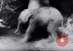 Standbild indischen Elefanten Birma, 1944, aus Sekunde 30 historischem Filmmaterial Videoclip 65675033570