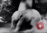 Standbild indischen Elefanten Birma, 1944, aus Sekunde 32 historischem Filmmaterial Videoclip 65675033570