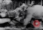 Standbild indischen Elefanten Birma, 1944, aus Sekunde 39 historischem Filmmaterial Videoclip 65675033570