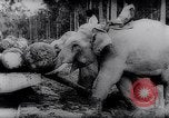 Standbild indischen Elefanten Birma, 1944, aus Sekunde 40 historischem Filmmaterial Videoclip 65675033570