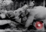 Standbild indischen Elefanten Birma, 1944, aus Sekunde 41 historischem Filmmaterial Videoclip 65675033570