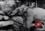 Standbild indischen Elefanten Birma, 1944, aus Sekunde 43 historischem Filmmaterial Videoclip 65675033570