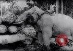 Standbild indischen Elefanten Birma, 1944, aus Sekunde 45 historischem Filmmaterial Videoclip 65675033570