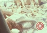 Image of Vietnamese men An Thoi Phu Quoc Vietnam, 1966, second 41 stock footage video 65675033634