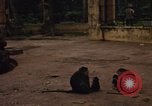 Image of Vietnamese zoo Saigon Vietnam, 1967, second 12 stock footage video 65675033656