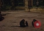 Image of Vietnamese zoo Saigon Vietnam, 1967, second 13 stock footage video 65675033656