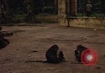 Image of Vietnamese zoo Saigon Vietnam, 1967, second 14 stock footage video 65675033656