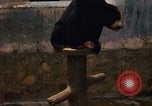 Image of Vietnamese zoo Saigon Vietnam, 1967, second 20 stock footage video 65675033656