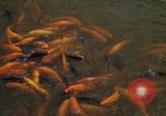 Image of Vietnamese zoo Saigon Vietnam, 1967, second 56 stock footage video 65675033656