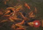 Image of Vietnamese zoo Saigon Vietnam, 1967, second 57 stock footage video 65675033656