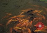 Image of Vietnamese zoo Saigon Vietnam, 1967, second 59 stock footage video 65675033656