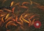 Image of Vietnamese zoo Saigon Vietnam, 1967, second 61 stock footage video 65675033656